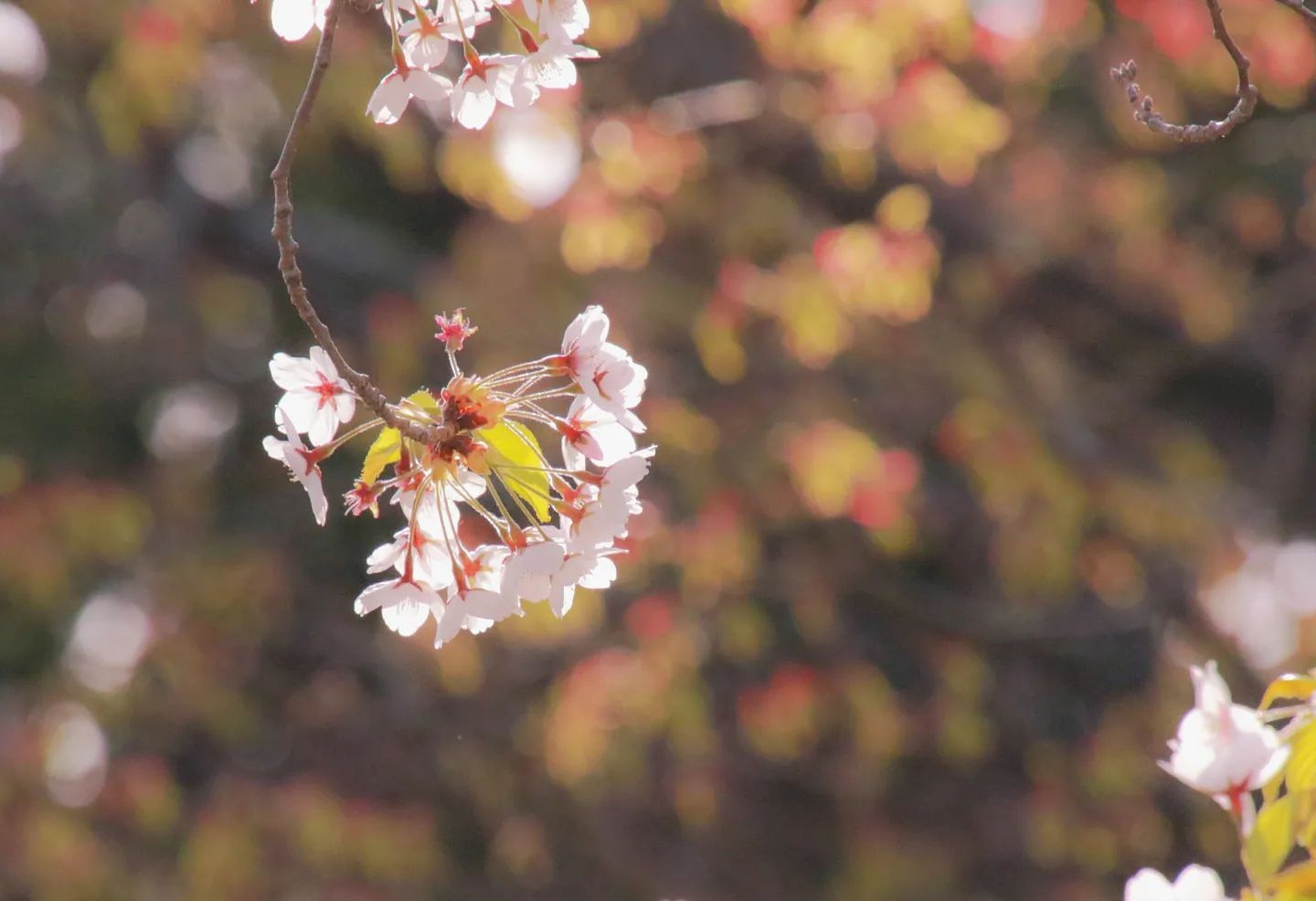 桜の花